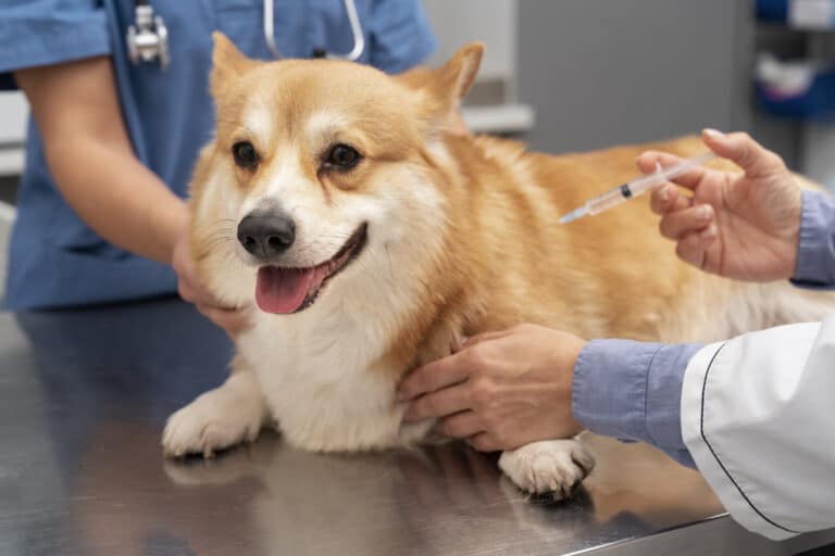 Onde vacinar seu cão ou gato contra raiva de graça na Grande Vitória?
